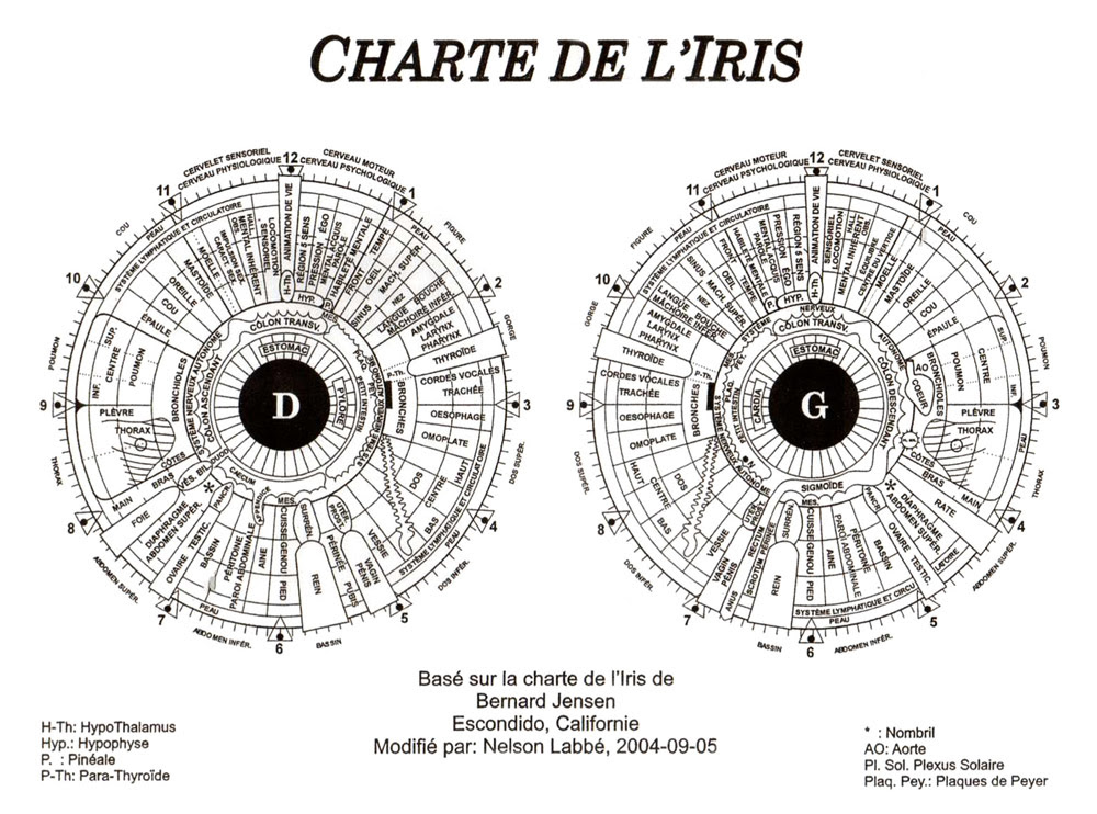 Charte médicale de l'iris démontrant ses nombreuses composantes